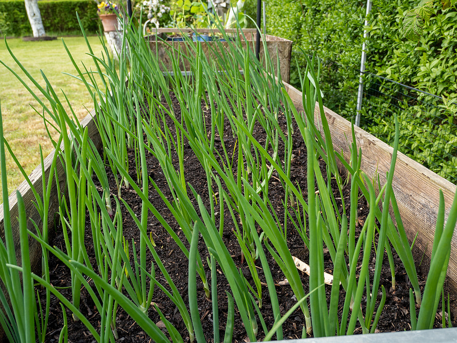 Green onions growing outdoors in a raised bed garden.